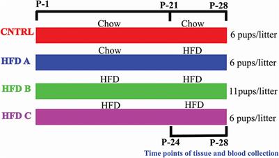 Postnatal Feeding With a Fat Rich Diet Induces Precocious Puberty Independent of Body Weight, Body Fat, and Leptin Levels in Female Mice